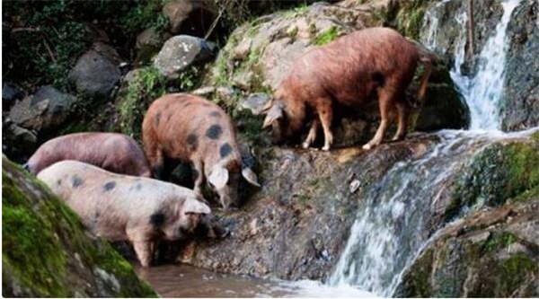 4、爱德华多把他的猪赶到了大自然里，这些猪整天在橡树林里游荡，吃着各种野生食物，喝着山泉水。这让他的猪生长特别缓慢，其他农民的猪要14-16个月就可出栏，而他的猪要3年才能达到标准。