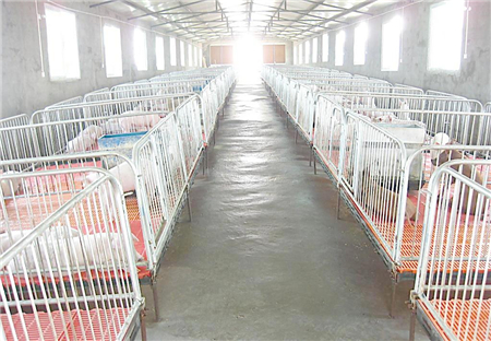 中国养猪网