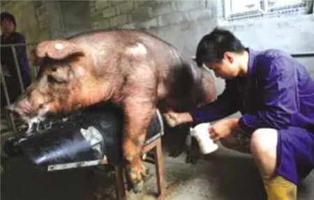 中国养猪网