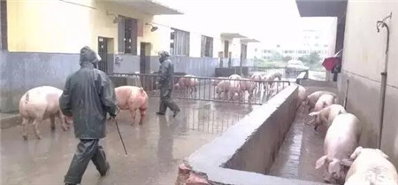 中国养猪网