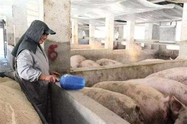 为什么养猪业一定要淘汰散养户？这才是最根本的原因！