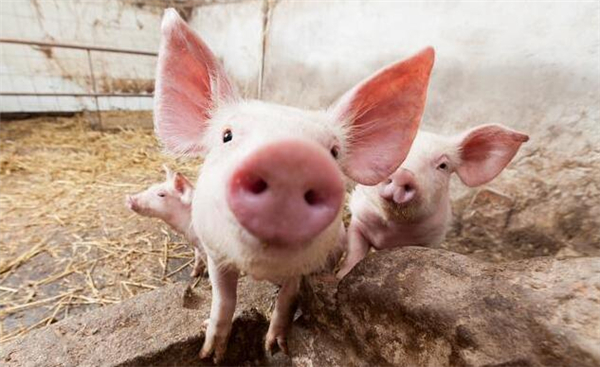 农村里面养猪，这5个土办法，能增加养猪人收入减少损失！