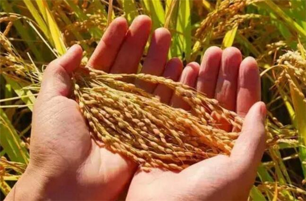 4、每年农村稻谷成熟了，是农民们最开心的日子。