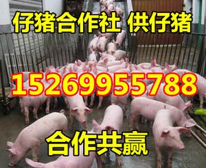 15269955788山东仔猪供应基地