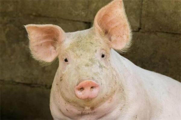 2018年，养猪有史以来最危险的一年！