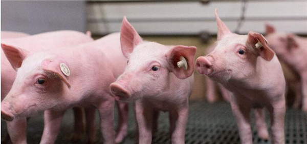 2、看看德国猪倌的传统养猪场和国内有没有区别