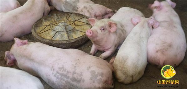 1、2018年4月17日，湖北宜昌市夷陵区黄花镇上洋村，一户农家用颗粒饲料饲养数十头肉猪。等到这些肉猪出栏的时候，能赚钱吗？