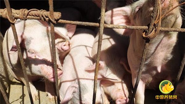 湖北宜昌：乡村，农民用颗粒饲料养猪！现在养猪能赚钱吗？
