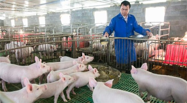 2、张习兵通过自己20年经验积累了一套生猪养殖技术，2015年投资50余万修建生猪养殖场，今年预计出栏800头生猪，获利达200万元。同时，他的成功还带动了不少村民的养殖热情。