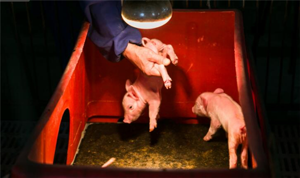 贵州养猪能人花20年研究出一套独家养殖秘方，每年轻松获利200万！！