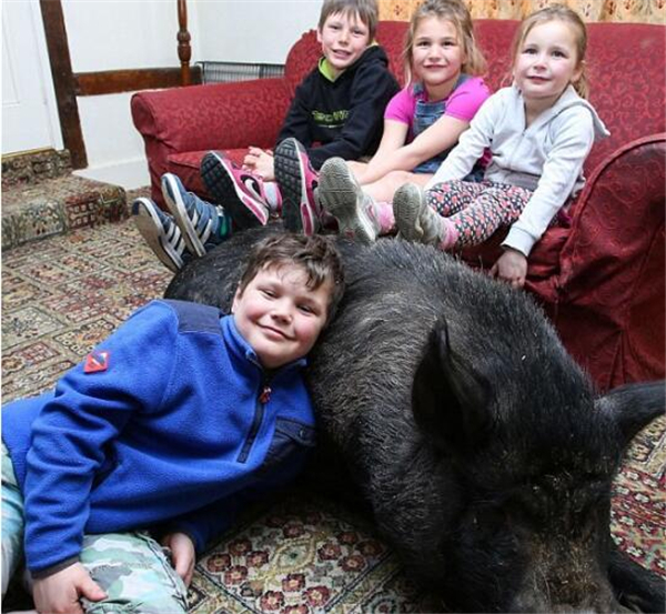 2、这只黑猪已经被驯化，并且坐在主人身边，图为孩子们靠在黑猪背上看电视