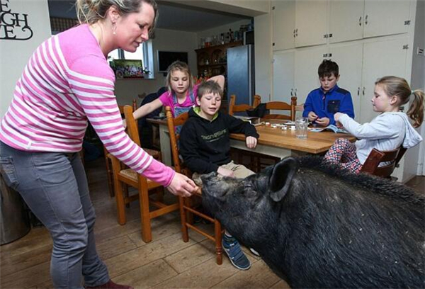 1、英国马尔堡有一户人家养了一头猪作为宠物，据说这只黑猪不吃任何蔬菜，只吃面包和奶酪