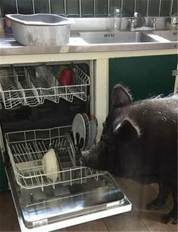 4、大黑猪有时候甚至可以做家务，就比如打开洗碗机等家务活它都会做的
