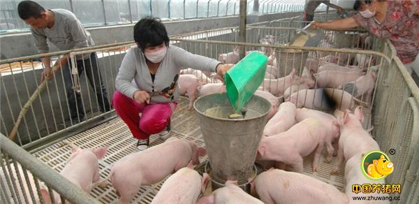 5、至于生猪是卖是养，还要把握好市场行情，审时度势，合理控制存栏量。友情提示，市场有风险，养殖须谨慎。