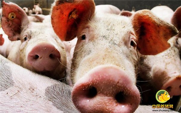 4、专家认为从供需基本面判断，今年生猪市场供需总体平衡，较上年宽松，但年内不存在长期下跌的基础。
