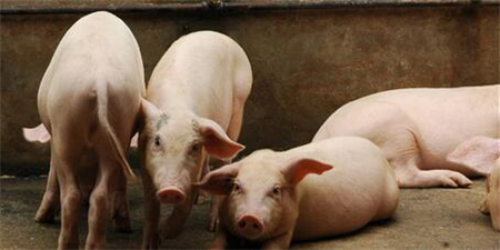 猪价涨不上去？农业农村部：主因是大型养殖企业产能扩张较快!