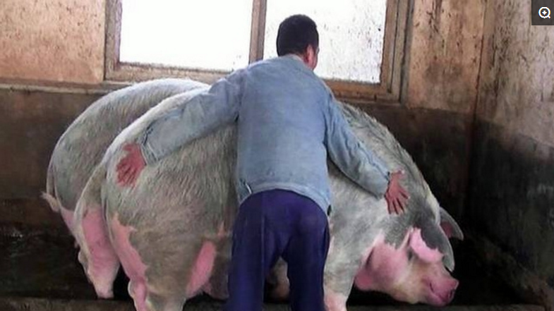 1、图中这头大肥猪身高2.1米，体重1500斤，一名女子正骑在它的背上，这头猪驮着一个人丝毫不费力，一边悠闲的走着，一边还能在路旁寻找着食物。