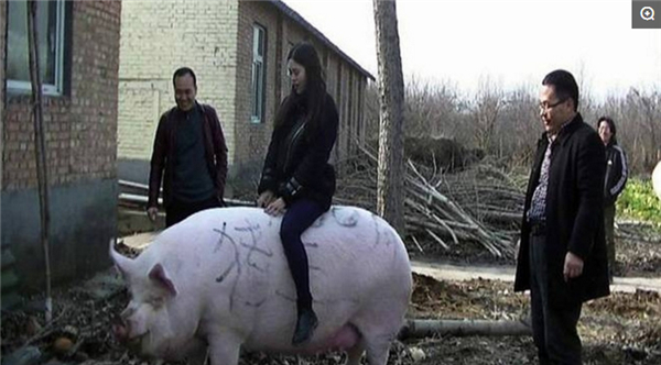 2、这是一场“猪王”选拔赛，在郑州黄河滩养殖会举办，这里有着多家养殖户，他们挑选出自己最大的猪进行比赛，最后这头大肥猪获得了冠军“猪王”的称号。