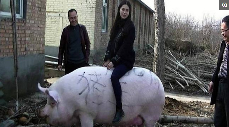 3、饲养员老张说：“这头猪”是康贝尔猪，他已经养了三年了，它有一个特点就是能吃能睡，虽然体型庞大，但是性格非常温顺。