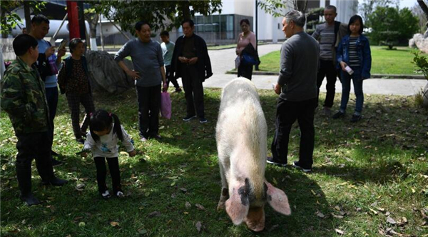 1、2018年4月1日，“猪坚强”外出散步。它是只母猪，在2008年“5.12”汶川地震发生后，被埋36天后获救，从而被冠以“猪坚强”称号。如今，10年过去，“猪坚强”已经11岁了，在成都建川博物馆安度晚年生活。
