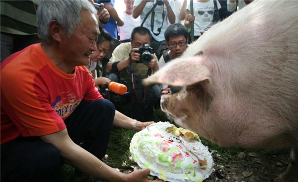3、在2010年的时候，四川建川博物馆为“猪坚强”开了个重生Party ，图为“猪坚强”吃蛋糕庆贺自己重生两周年。