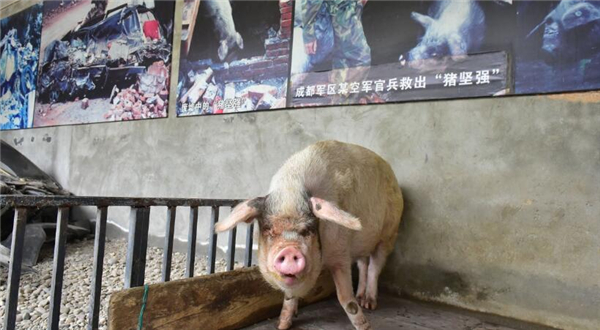 4、猪坚强住在一处汶川地震陈列馆外，共有一室一厅两间房子。外面的客厅是睡觉和供人观赏之处，里面一间是它吃饭睡觉洗澡的地方。