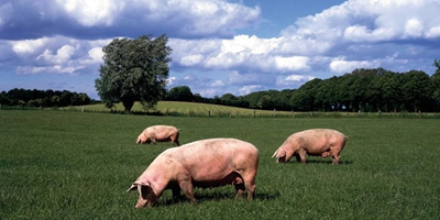 不亏反赚！顺应当前猪价的三种养猪模式，你会选哪种？