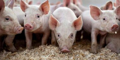 全国猪价续跌不前，养猪人养的越多亏得越大！