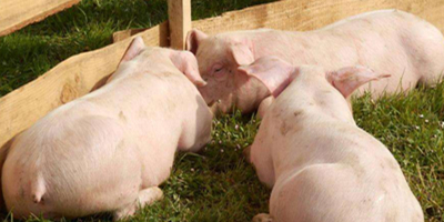 猪周期低谷或持续到2020年 养殖业需抱团取暖！