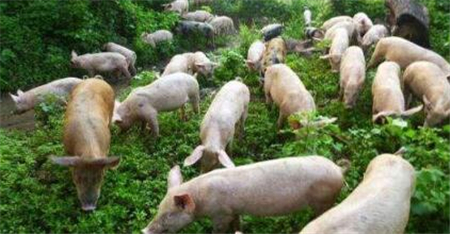 农业农村部：后期或将再次启动中央收储冻猪肉！