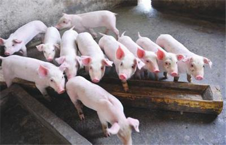 猪价涨跌两难徘徊底部震荡，五一假期对猪价的拉动效用或有限！