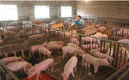 猪肉价格一季度下降9.9%，还会继续跌吗？
