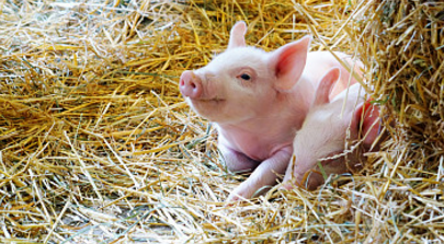生猪价格跌至2014年以来最低 跌破12元关口