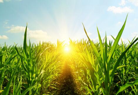 加工补贴政策调查：玉米收购增量 大豆加工减压