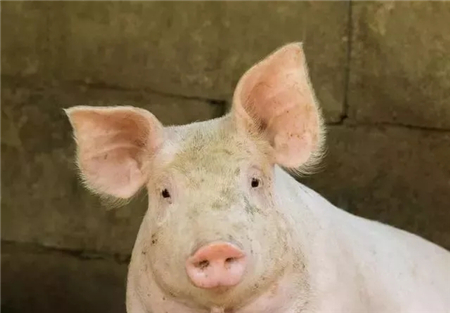 2018年，可能比2014年更惨！养猪有史以来最危险的一年！