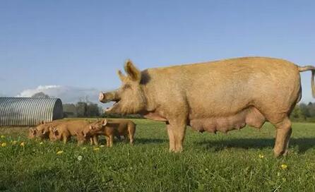 万吨冻肉收储开启，猪价5月开始反弹，最高可达14元/公斤？