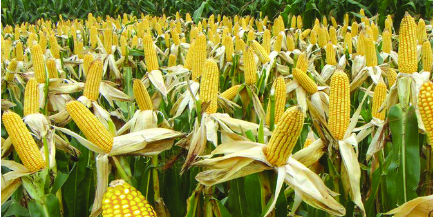 玉米市场格局逐渐发生变化 价格能否调控到预期范围