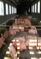 猪场预防性消毒可以用这些消毒剂，养猪人都知道吗？
