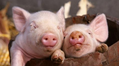 环保调减生猪2300万头、规模化率58%后，未来10年将这样规划养猪业