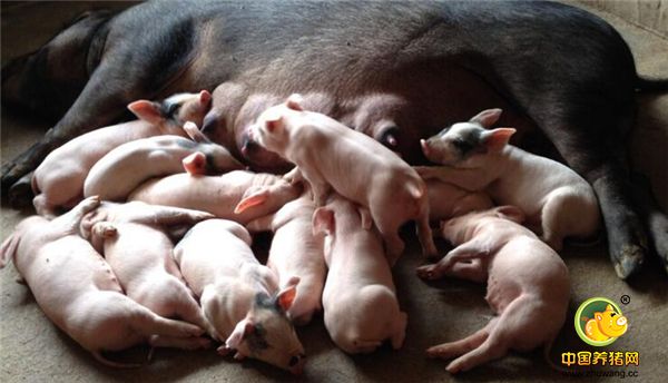 2、养猪口诀二：母猪是猪场的命根子。母猪的好坏直接是关系猪场能否赚钱，一头母猪一窝产10个和一窝产14个，如果都能存活的话，这其中相差的可太多了。