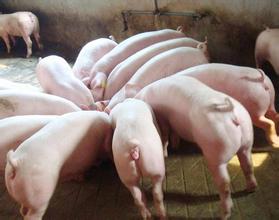 养殖效益亏损，现在终于知道猪价只跌不涨的原因啦？