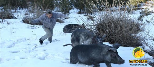 1、2018年3月22日，位于吉林省临江市苇沙河镇错草村的大山深处，散养的黑色山猪正自由地觅食。