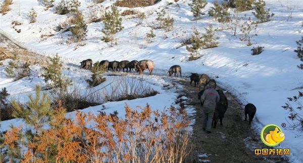 4、这些山猪的主人名叫魏树波，今年44岁，在大山里养猪已8年。