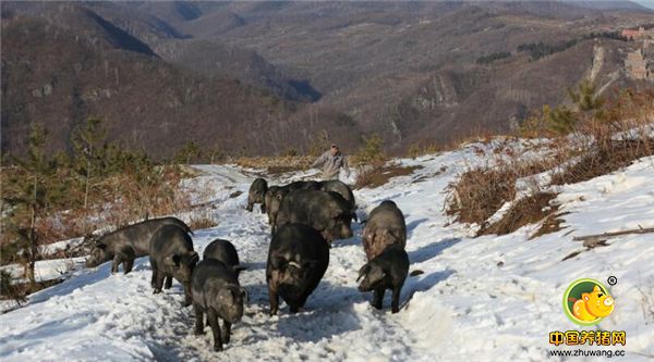 6、黑猪野外放养在山林生态环境中，饮用山泉水，在大山里自由觅食。