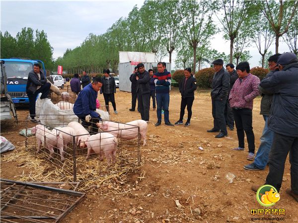 今年农村最热的话题“养猪”，一头小猪卖800，很多养殖户赔哭了