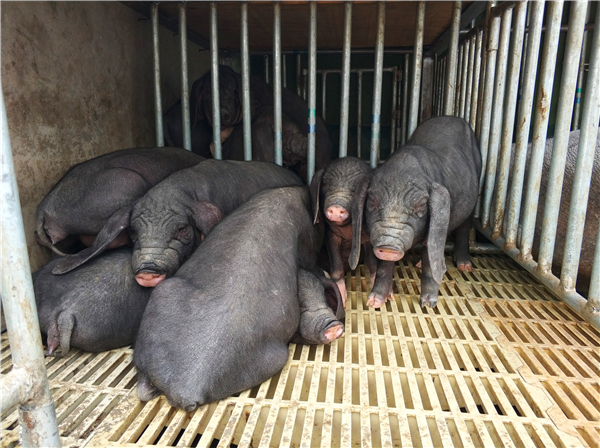 3、这长嘴大耳的小猪叫“太湖一代”，卖猪的介绍，这种猪都是留种的母猪，现在体重在10多斤，一头价格400元，很多养殖户购买这品种繁殖。