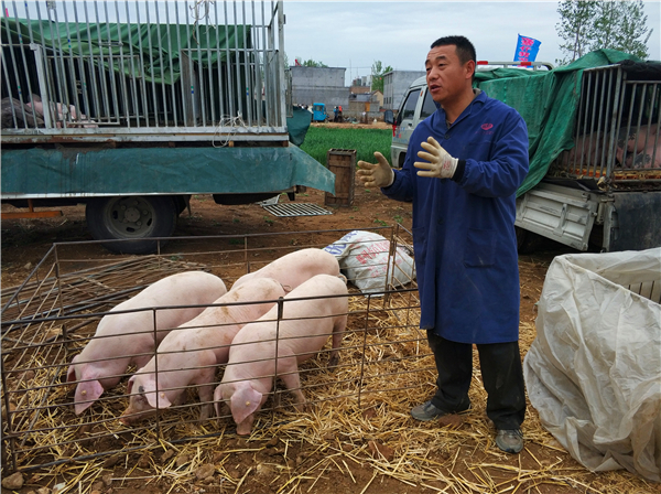 1、生猪价格从今年的年初一路下滑，年前7快多的生猪，掉到现在的5块，很多在养殖户是赔的两眼泪汪汪。