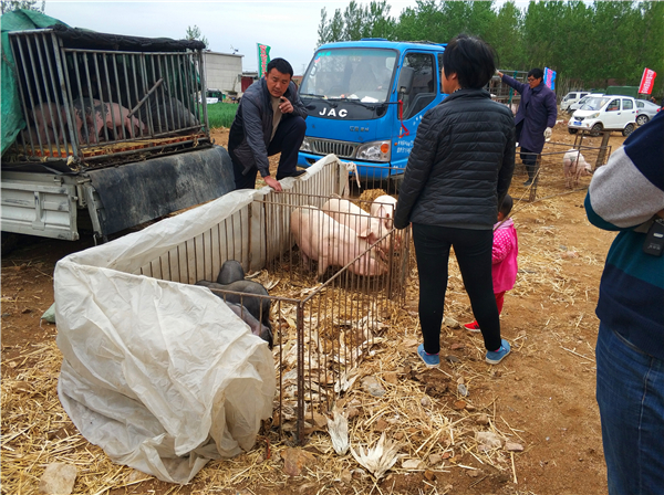 7、生猪的价格虽然便宜，但是丝毫没有影响养殖户养猪的热情，交易市场每天卖小猪几百头