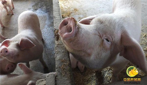 湖北宜昌：乡村养猪能手严秀丽，自办小型养殖场，去年挣2万多元