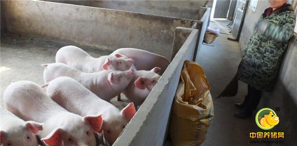 2、农妇严秀丽，自办了一个约250平方米的养猪场，已经小规模养猪6年。